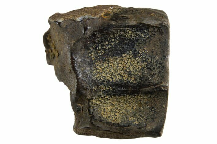 Fossil Dinosaur (Triceratops) Shed Tooth - Montana #339725